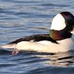 Bufflehead